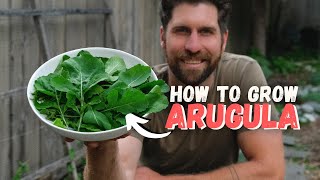 9 Tips to Grow Arugula from Seed to Harvest