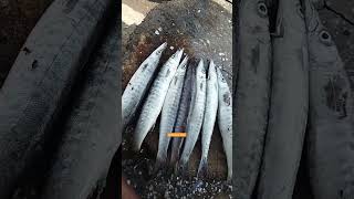 சல மன ஊள மனஷலமவல மன தரயன Seela Meen, Sheela Fish, Ooli Meen, Barracuda
