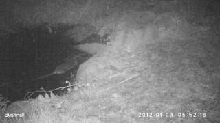 Otter April 2017