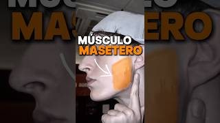 Conoces Al Musculo Del Mewing? Hablamos Del Musculo Masetero