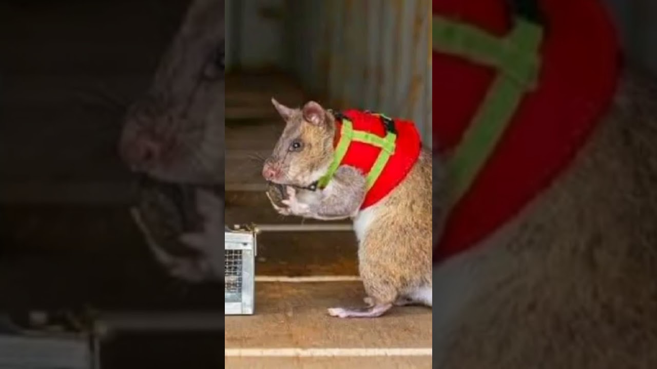 trained rats participate in the rescue operations that are now in full swing in Turkey