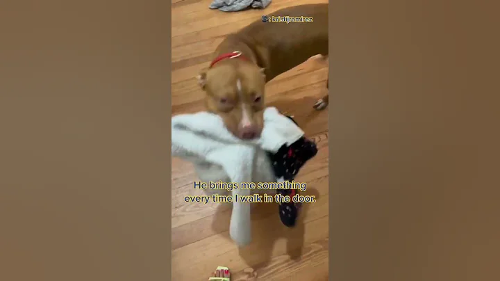 welcome home! #dogs #dogsoftiktok #doglover @Krist...