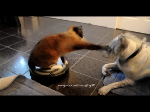 "Move B*tch Get Out The Way!" Desperate House CAT on Roomba Driver Bitch Slaps a Dog pit bull Sharky