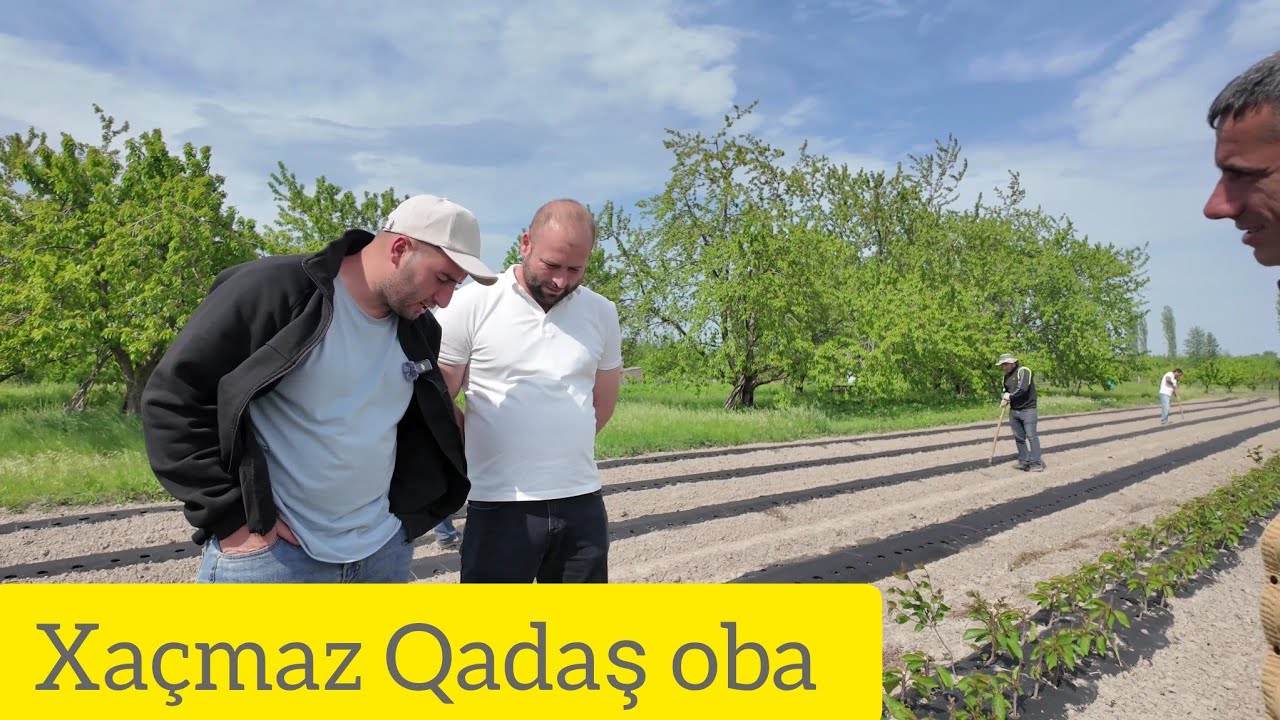 Tingçilik Təsərrüfatımızda Əkim Günü