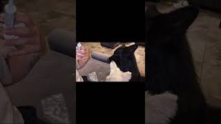 Pet parent must have for tummy issues! #adOral Paste for Dogs &amp; Cats-Helps Reduce Occasional Loose S