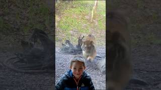 This tiger scared this little boy 😱