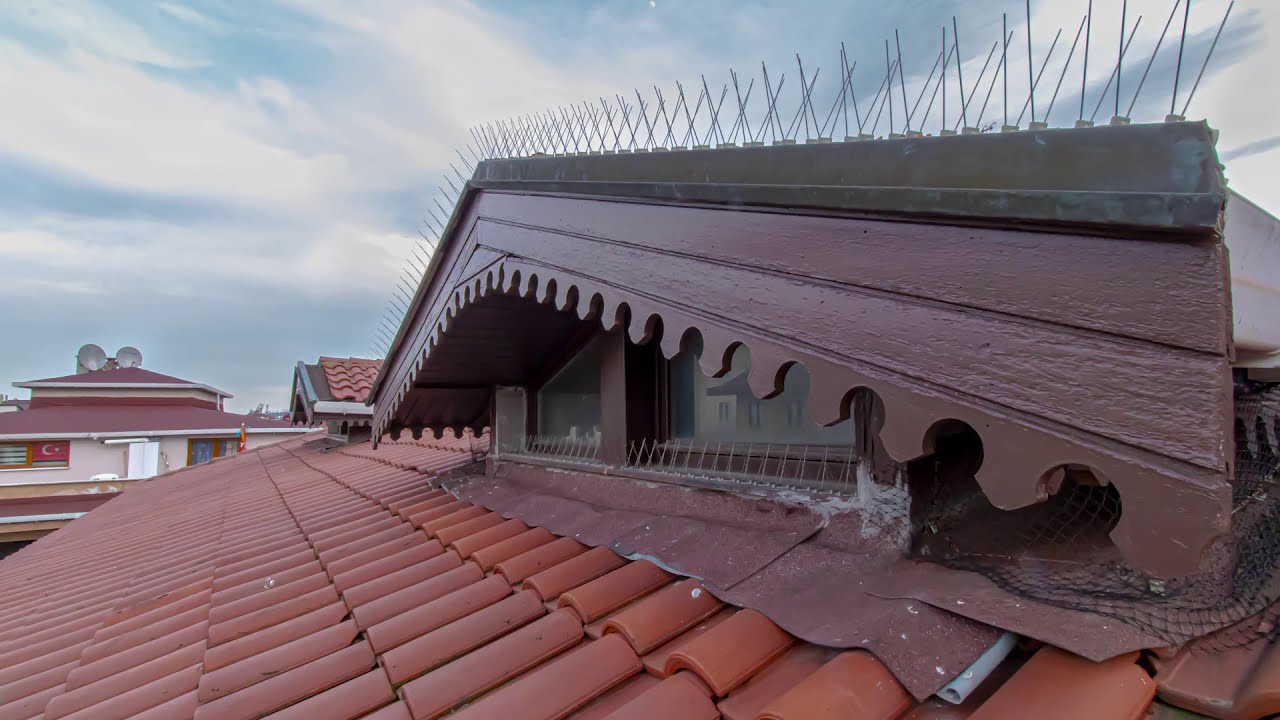 Çatı Açık ve Kapalı Alanlar için Kuş Sorunları ve Çözümleri