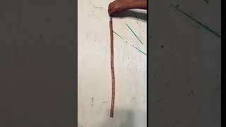 Maveryck's Electromagnetic Train
