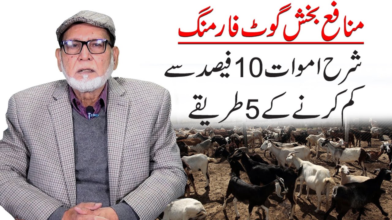 Profitable Goat & Sheep Farming | How to Save Goat | Meat For Protein |  گوٹ فارمنگ کے پانچ اصول