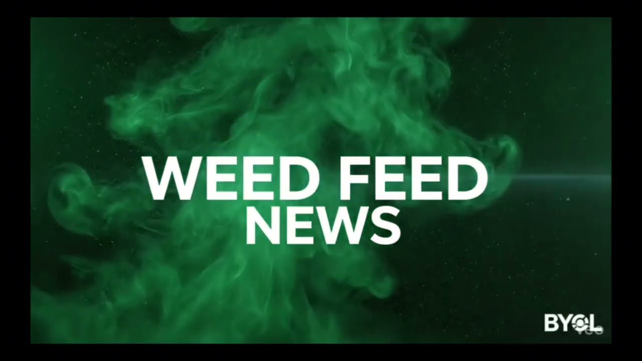 Chicago Bans Hemp Industry Reacts FAST! 