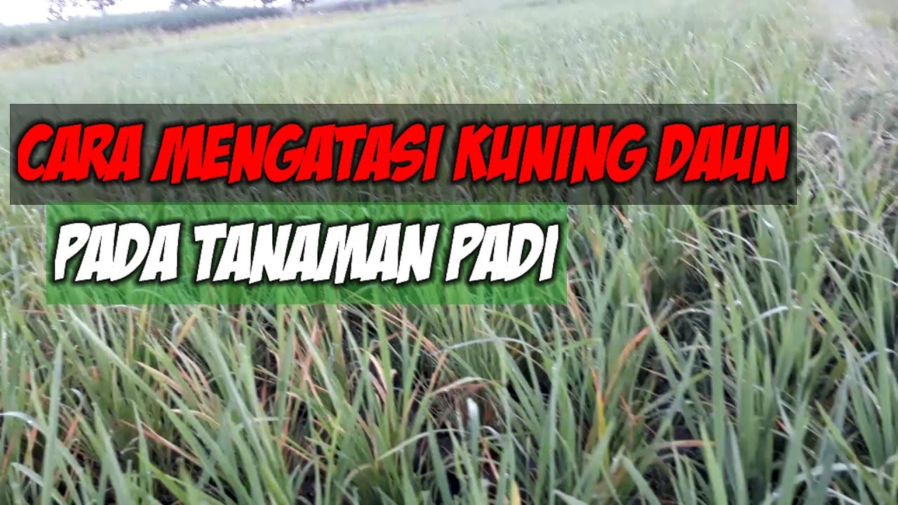 Cara mengatasi hama dan penyakit pada tanaman padi. 