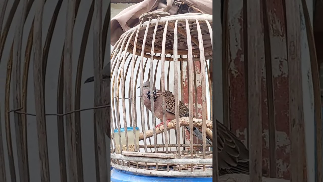 หลิ่วตันป่า เสียงใสๆยามเช้านอนฟังเสียงเพราะๆ #คุณลุงหลิ่ว #Bบังอีนน้องใหม่หัดต่อ