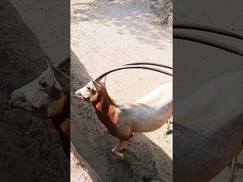 الغزال البرى حيوانات جميلة وعيون واسعه وقرون طويلة   