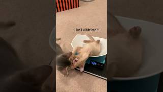 ❤ Abyssinian kittens playing together. Fawn + Ruddy aby #abyssinian #catshorts  #catlover #kittens