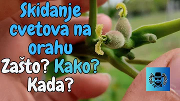 Skidanje cvetova na orahu  Zašto? Kako? Kada?