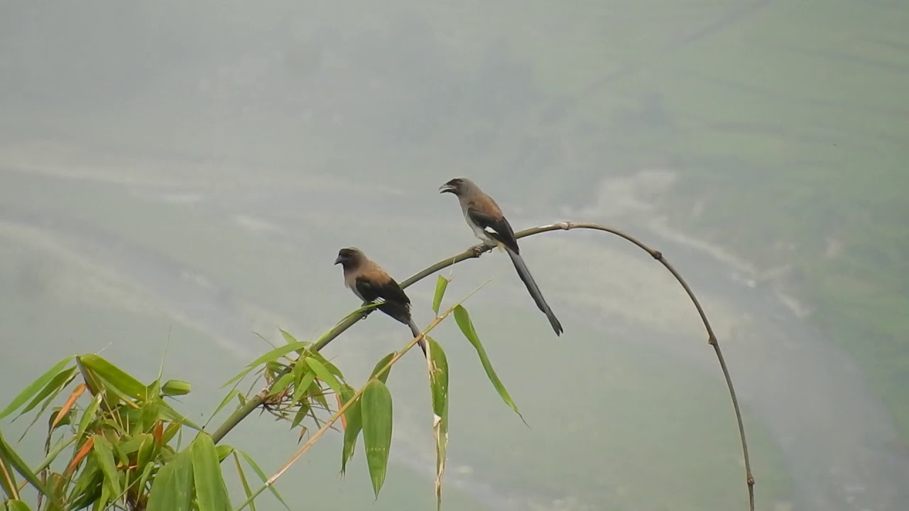 Long tailed grey Rufous treepie birds in Nepal, bird watching in nepal  🐦 🦅 🦢❤️