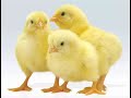 Цыплята бройлеры 5 -13 день  Выращиваем без антибиотиков