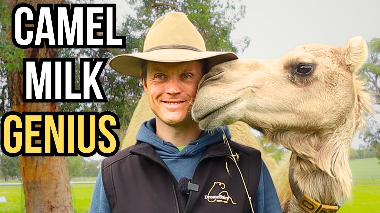 Visual Reference: Can You Milk Camels