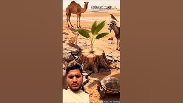 The camel saves the date palm tree from drying up by seeing water 😭 #ai​ #tree​ #plants​ #water​