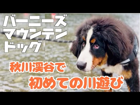 大型犬の子犬が川で遊んでみました。 秋川渓谷編 バーニーズマウンテンドッグ