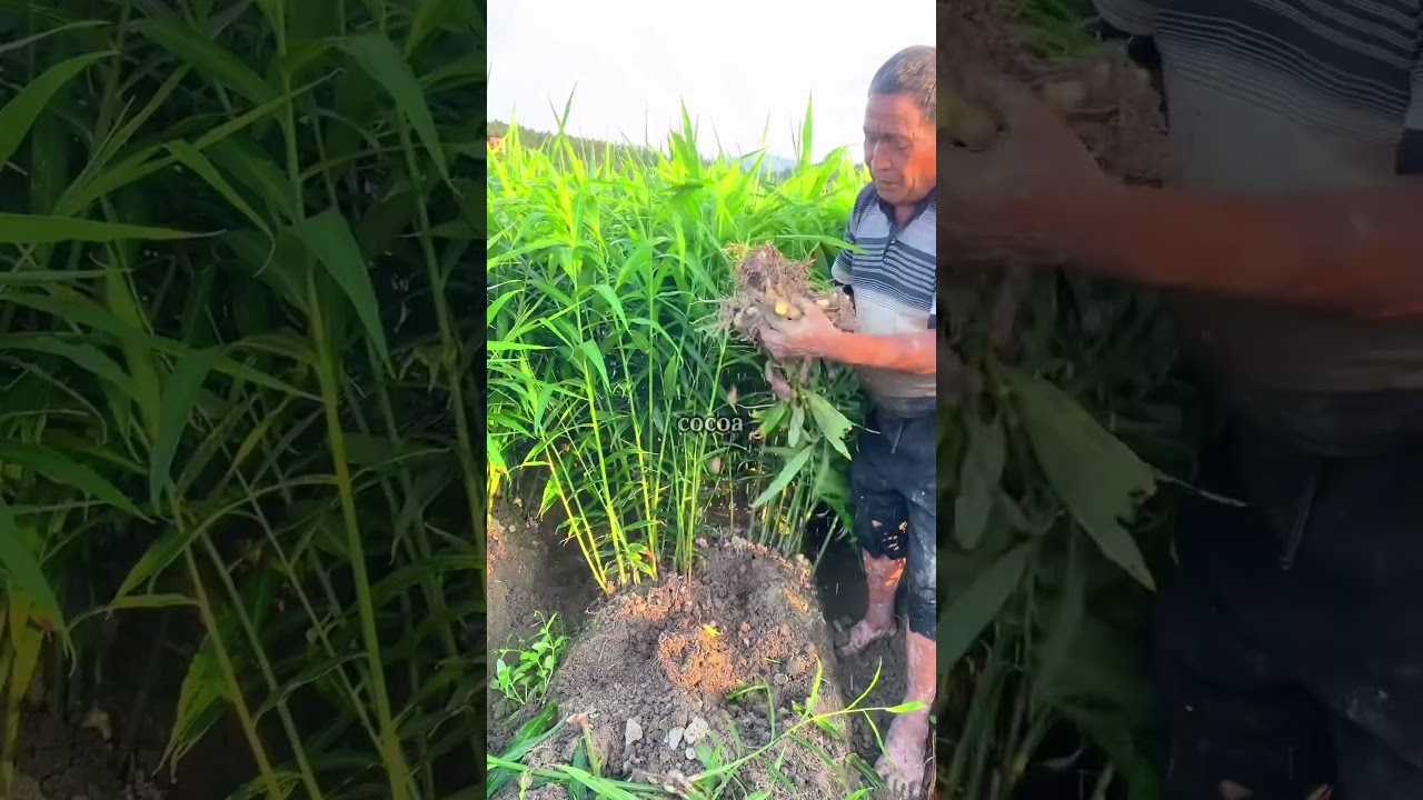 Beautiful and healing rural life - fruit picking#