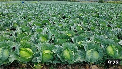 cabbage farming:A step -by-step Guide for Beginners -Agriculture