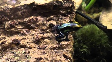 Feeding my new dart frogs for the first time.