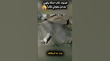 هجوم كلاب ضالة ينتهي بتدخل بطولي للأم Shortsyoutube Shortvideo العربية ابداع معلومات ترند 