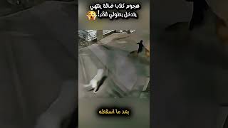 هجوم كلاب ضالة ينتهي بتدخل بطولي للأم! #shortsyoutube #shortvideo #العربية #ابداع #معلومات #ترند screenshot 4