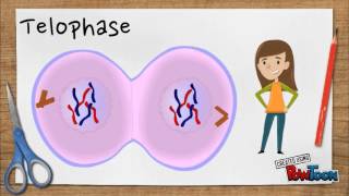 Mitosis