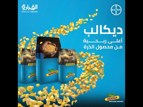 شاهد أهم مواصفات بذور الذرة الجديدة ديكالب أعلى إنتاجية أعلى ربحية من محصول الذرة