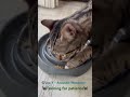 🐈⬛Training for patience🐈⬛ #cats #pet #pets #foryou