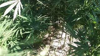 Bug problems 2017 grow