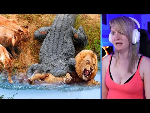15 Most Aggressive Fighting Moments Of Lions And Crocodiles Part 2 | Pets House