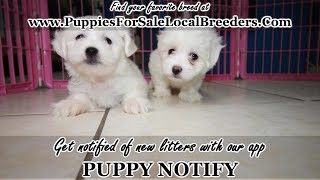 COTON DE TULEAR PUPPIES FOR SALE, GEORGIA LOCAL BREEDERS, NEAR ATLANTA, GA
