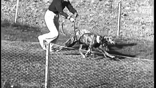 Coursing - The Hare Wins! (1940)