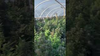 Florida Hemp for Smokable Flower