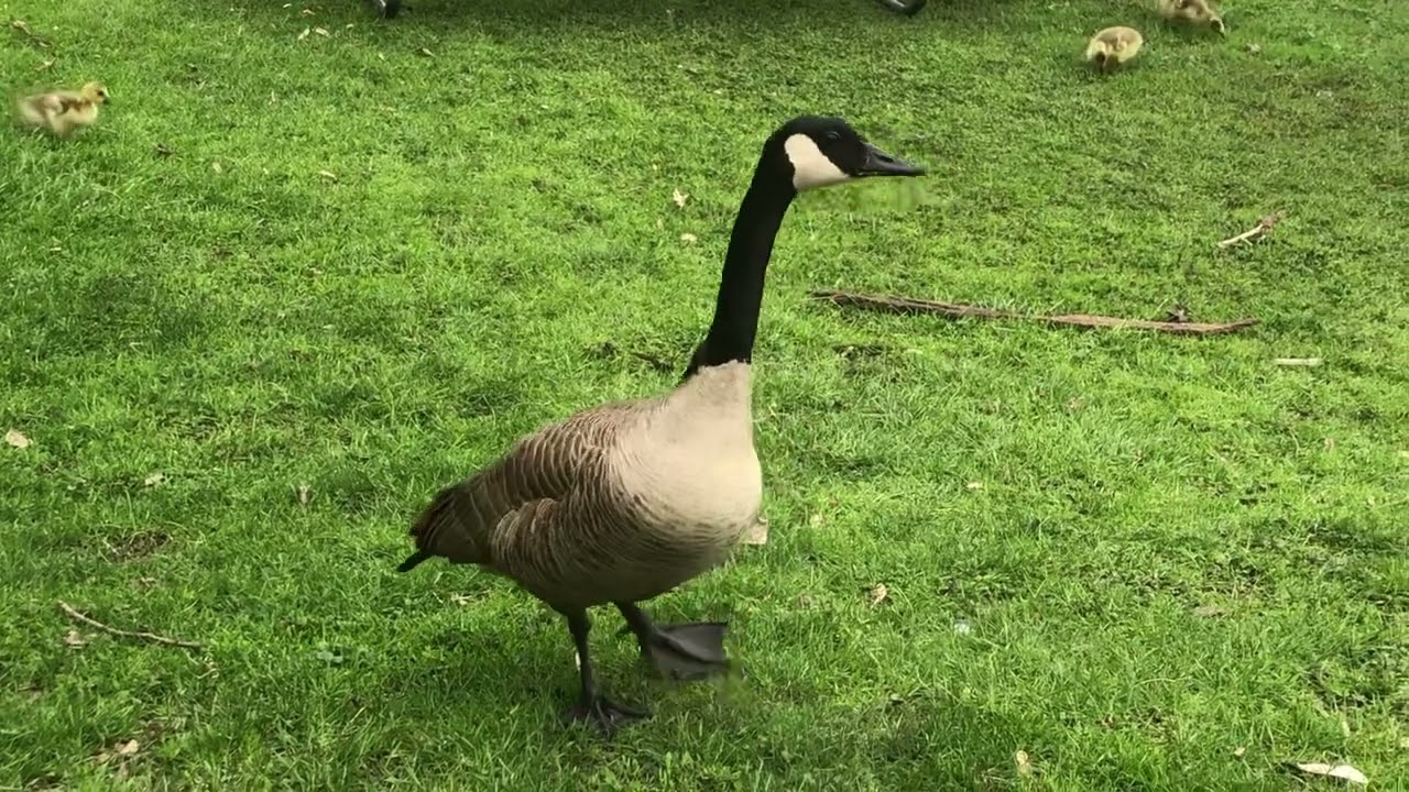 Geese on the Fox River ELGIN,IL 2022