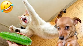 Ultimate Funny Cats and Dogs 😻🐶 Funniest Animals 😘 Part 17