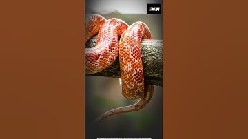 Inland taipan: the most venomous among snakes #inlandtaipan #venom #snake