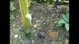 Tree Rose Planting Mistakes