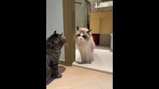 Cat's Argument with Her Cat Sister