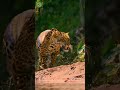 Ultimate Predators Full Episode  World's Deadliest  Nature Animal Documentary