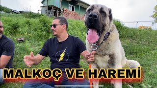 DEV ÇOBAN KÖPEĞİ MALKOÇ VE HAREMİ | DAMIZLIK DİŞİLER | TUNA BALTA