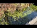#funny # Japan #JapaneseGardens #Traditional #Japanese #LandscapeVideos #winter #nature