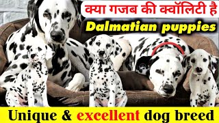 Dalmatian puppies | Excellent quality | affordable price | Rare unique dog breed