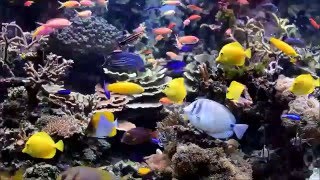 Tank January 2016
