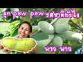 ผลไม้แปลกๆ Paw paw รสชาติเป็นยังไง ポーポー