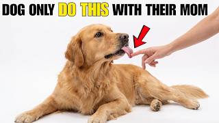 9 Signs Your Dog Sees You as Family Not Just Their Owner