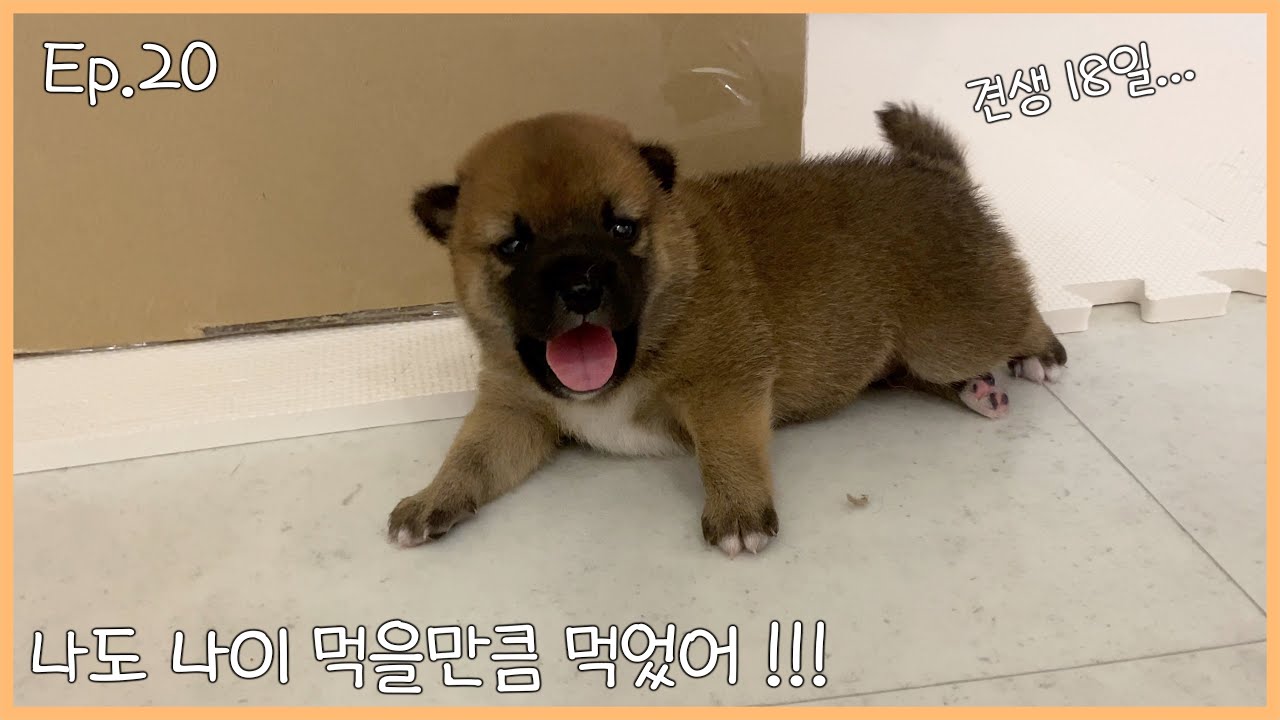 견생18일차 말대꾸하는 강아지 새끼... [ Ep.20 ]